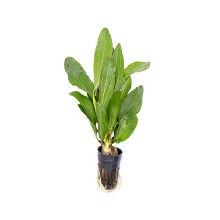 Echinodorus Red-Rubin
