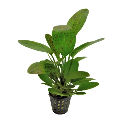 Echinodorus Ozelot Green