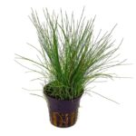 Eleocharis Hairgrass
