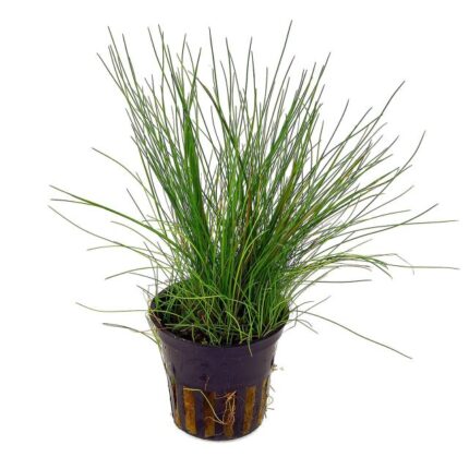 Eleocharis Hairgrass