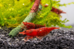 Neocaridina Heteropoda var. "Fire Red Shrimp"