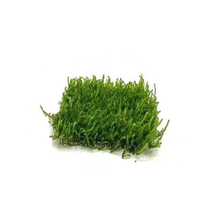 Moss Flame