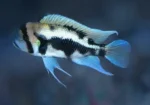 Cyphotilapia Frontosa "Black Widow" - Image 2