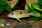 Geophagus Taeniopareius