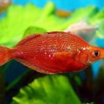 Glossolepis Incisus "Red Rainbow"