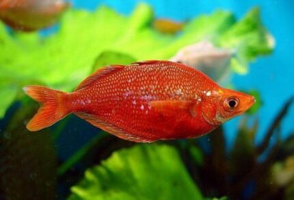 Glossolepis Incisus "Red Rainbow"
