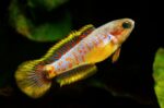 Tateurndina ocellicauda "Peacock Goby"