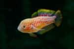 Tateurndina ocellicauda "Peacock Goby" - Image 2