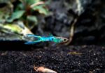 Poecilia wingei "Golden Blue Japan Endler Male" - Image 2