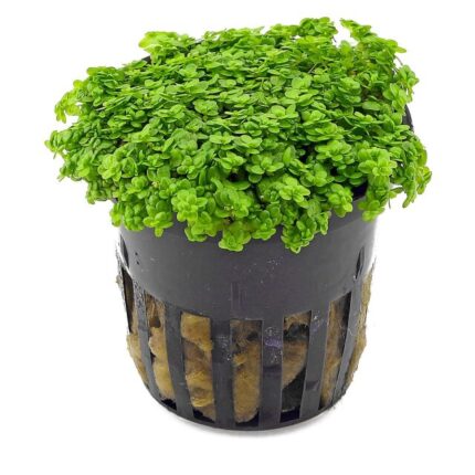 Hemianthus Callitrichoides Cuba