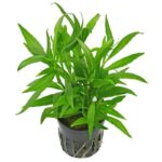 Hygrophila Salicifolia Arrow Leaf