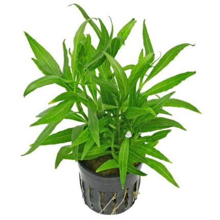 Hygrophila Salicifolia Arrow Leaf