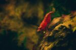 Neocaridina heteropoda var. "Red Cherry Shrimp" - Image 2