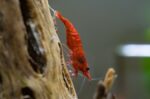 Neocaridina heteropoda var. "Red Cherry Shrimp"