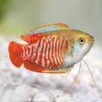 Trichogaster Ialius "Gouarami Dwarf-Red Neon"