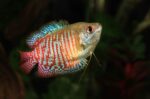 trichogaster-ialius-gouarami-dwarf-red-neon