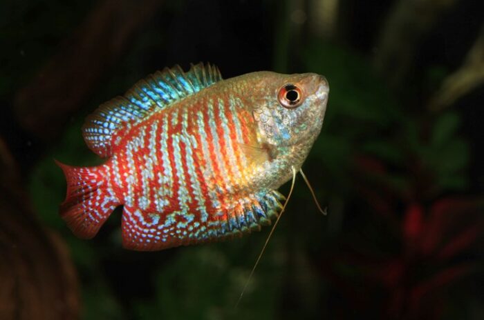 trichogaster-ialius-gouarami-dwarf-red-neon
