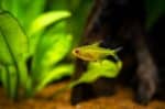 Hyphessobrycon amandae "Lemon Tetra" - Image 2