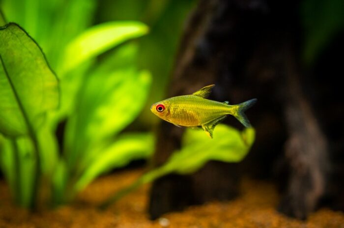 Hyphessobrycon amandae "Lemon Tetra" - Image 2