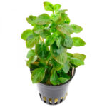Ludwigia Ovalis