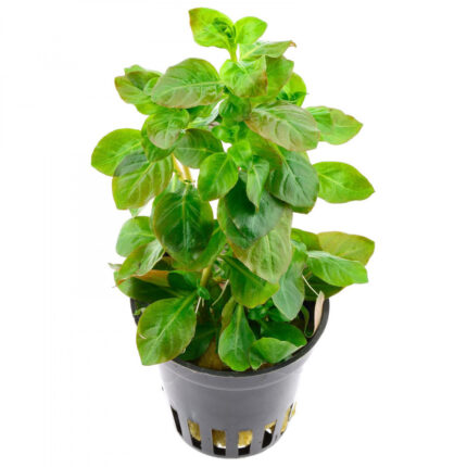 Ludwigia Ovalis