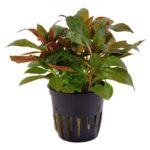 Ludwigia Peruensis