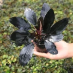 Bucephalandra Maharani