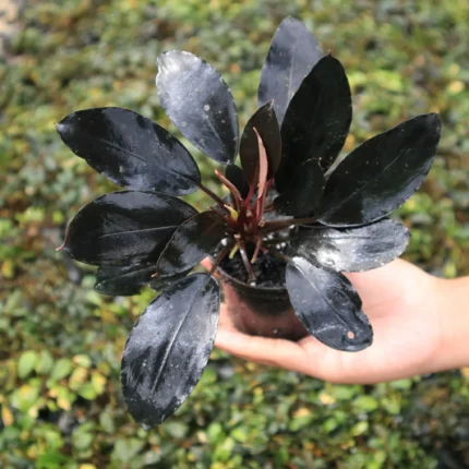 Bucephalandra Maharani