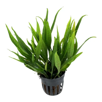 Microsorum Black Forest Hardy