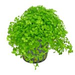 Micranthemum MonteCarlo