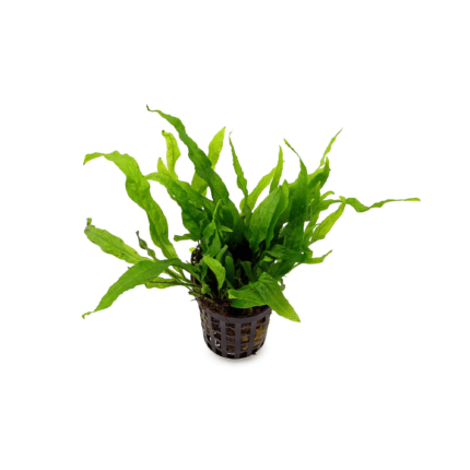 Microsorum Mini