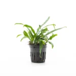 Microsorum Pteropus Philippine Mini