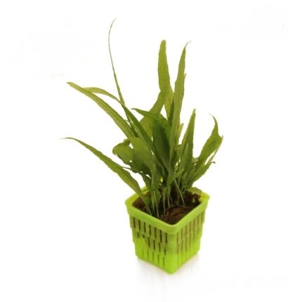Microsorum Pteropus Sp
