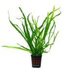 Microsorum Needle Taiwan