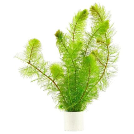 Myriophyllum Elatinoides