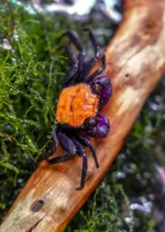 Geosesarma sp "Halloween/Orange Black Crab" - Image 2