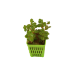 Rotala Macrandra Mini Pink