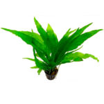 Microsorum Pteropus Philippine
