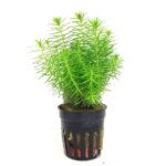 Pogostemon Erectus