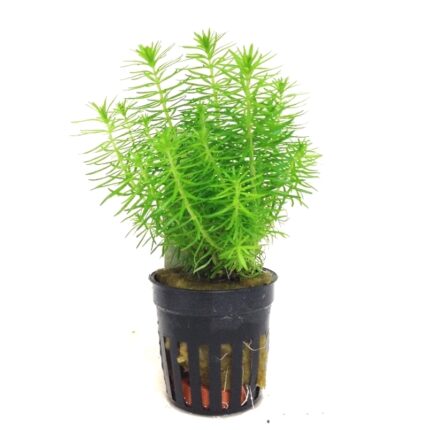 Pogostemon Erectus