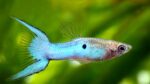 Poecilia wingei "Golden Blue Japan Endler Male"