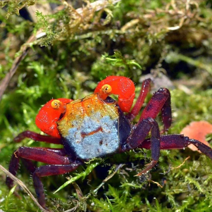 Geosesarma sp. "Rouxi Crab" (Rainbow Vempire Crab) - Image 2