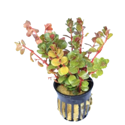New rotala HRI