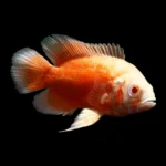 Astronotus Ocellatus "Chilli Red Oscar" - Image 2