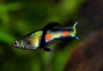 Poecilia wingei "El Tigre Endlers" - Image 2