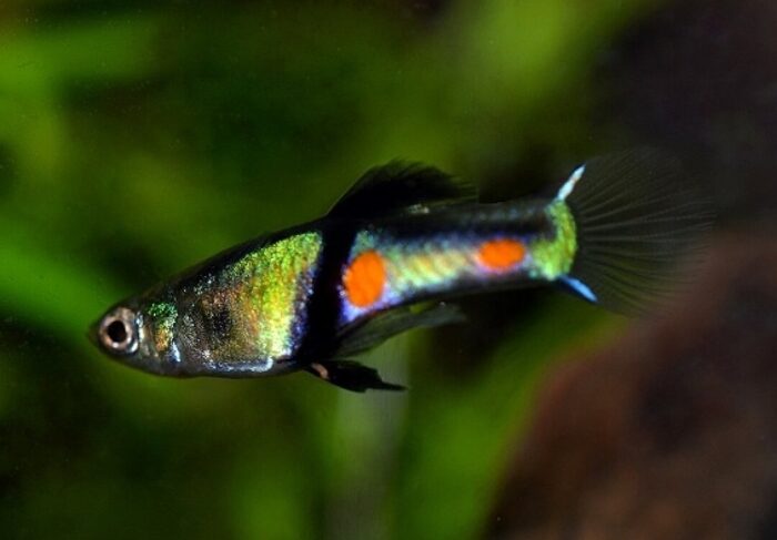 Poecilia wingei "El Tigre Endlers" - Image 2