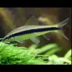 Crossocheilus oblongus "Siamese Algae Eater"