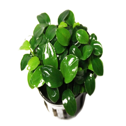 Anubias Petite M
