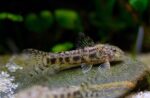 Aspidoras Spilotus "C 125 Catfish" - Image 2