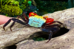 Geosesarma sp. "Rouxi Crab" (Rainbow Vempire Crab)